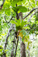 green fern on the tree near the road.