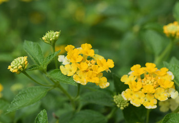 Lantana Flowers