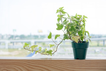 Golden Pothos on table with background of car parking
