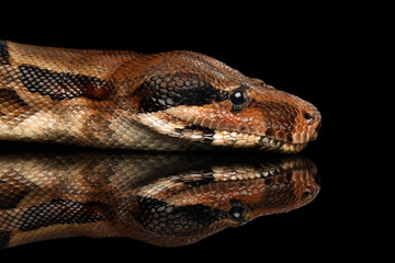 Close-up Head of Snake Boa constrictors, isolated on black background