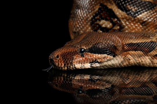 Close-up Head of Snake Boa constrictors with tongue isolated on black background