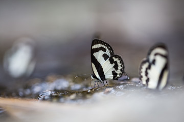Naklejka premium little butterflies on wet rock