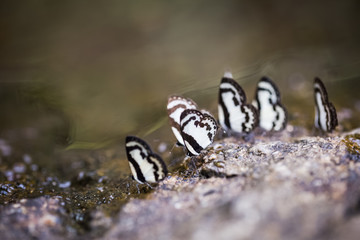 little butterflies on wet rock
