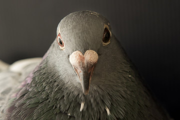 close up face of angry pigeon bird photography by low light styl