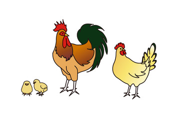 ニワトリ　酉年　コーチン 振り向く