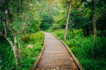 Fototapeta premium Boardwalk path along the Limberlost Trail in Shenandoah National