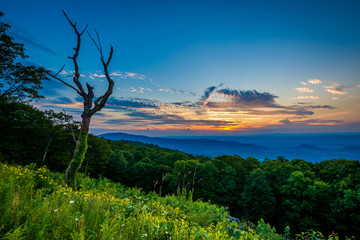 Obraz na płótnie Canvas Dead tree and sunset over the Shenandoah Valley, seen from Skyli