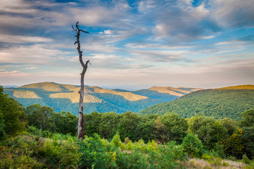 Obraz premium Dead tree and view of the Blue Ridge at Thoroughfare Overlook, o