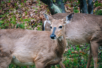 Deer seen along Skyline Drive, in Shenandoah National Park, Virg