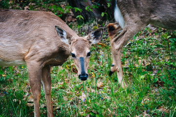 Deer seen along Skyline Drive, in Shenandoah National Park, Virg