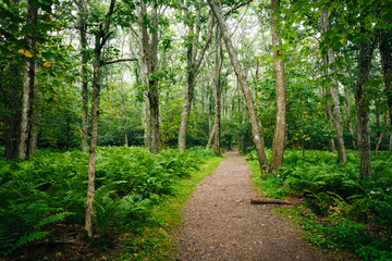 Fototapeta na wymiar Ferns and trees along a trail in Shenandoah National Park, Virgi