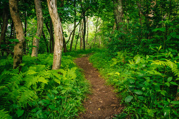 Ferns and trees along the Frazier Discovery Trail in Shenandoah