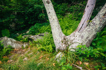 Ferns and trees along the Appalachian Trail in Shenandoah Nation
