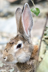 Cute rabbit with big ears in spring forest