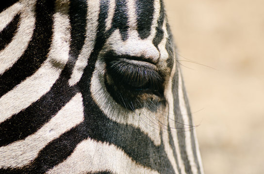 Fototapeta Close-up of zebra eye with long eyelashes