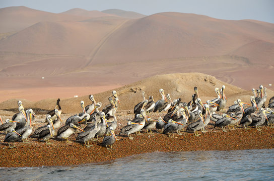 Flock of pelicans, Ballestas Islands, Peru, South America 