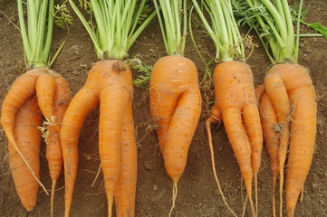 奇形のニンジン