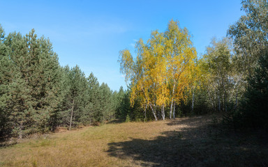 Fototapeta na wymiar Colors of autumn forest in Siberia.