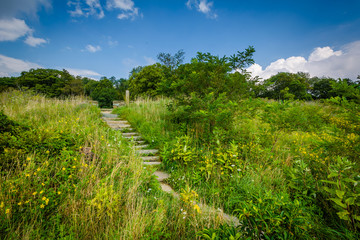 Obraz premium Stairs on a trail in Shenandoah National Park, Virginia.