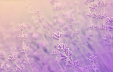 Close up of lavender flowers. Soft focus of lavender field.