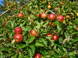 Obraz premium Red apples on branch