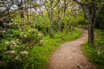 Fototapeta na wymiar The trail to Stony Man Mountain, in Shenandoah National Park, Vi