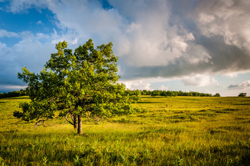 Tree in Big Meadows, in Shenandoah National Park, Virginia.
