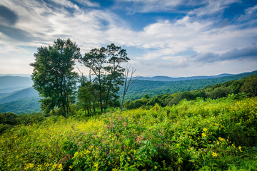 Trees and view of the Blue Ridge Mountains in Shenandoah Nationa