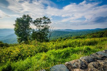Trees and view of the Blue Ridge Mountains in Shenandoah Nationa