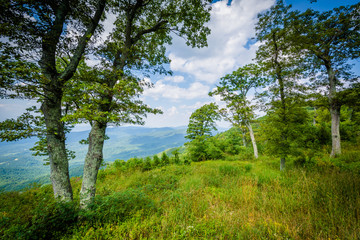 Trees at Jewell Hollow Overlook, on Skyline Drive in Shenandoah
