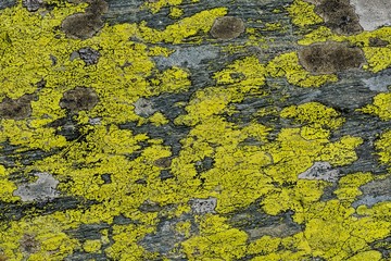 Moss and lichen on granite stone rock texture