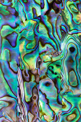 close up shot the iridescent of abalone shell texture background