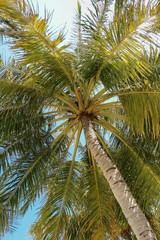 Fototapeta na wymiar Palm tree and shining sun over bright sky background