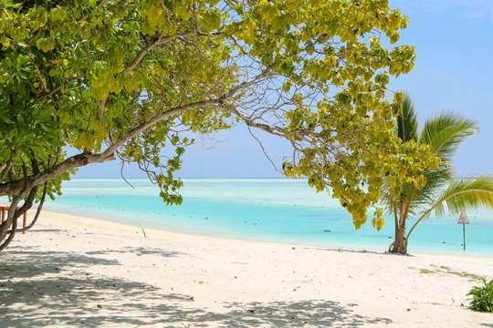 Green tree and palm on white sand beach. Maldives island.
