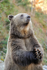 Fototapeta premium Brown bear (Ursus arctos) in nature