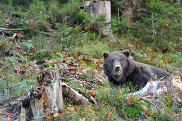 Obraz na płótnie Canvas Brown bear (Ursus arctos) in nature