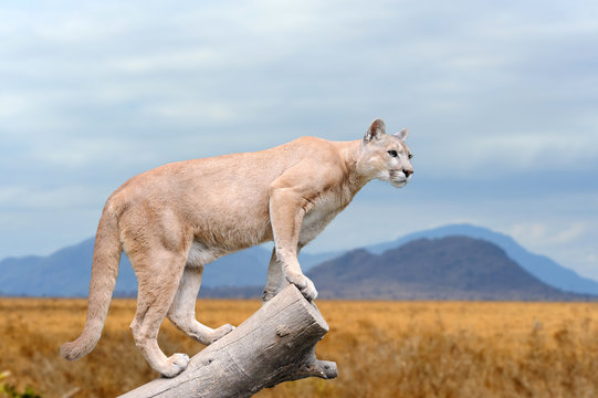 Puma stands on a tree