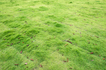 autumn grass field
