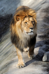 Lion portrait