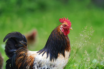 Rooster in farm