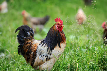 Rooster in farm