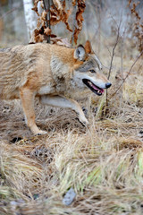 Wild wolf in forest
