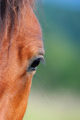 Eye of arabian bay horse
