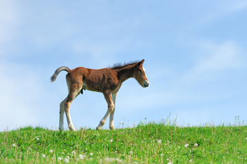 Little cute colt walk