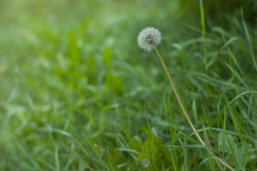 dandelion on a background of green grass in front of sunset