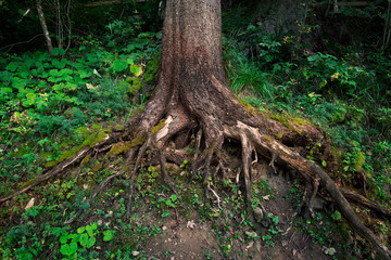 Big tree roots in the green forest