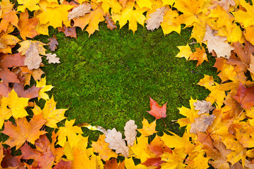 Autumn background with leaves

