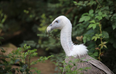 huge vulture like a Griffin long-necked with white feathers