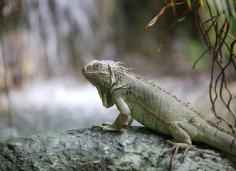 big iguana with scaly skin near tropical waterfall