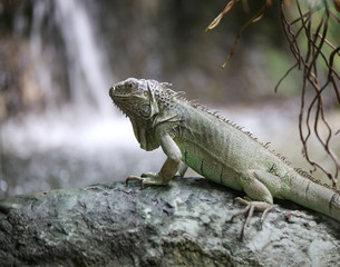 green iguana in a tropical forest near pond